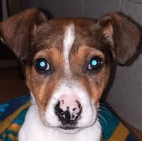 il cigno di sarajevo